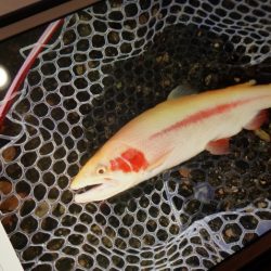 フィッシングレイクたかみや 釣果