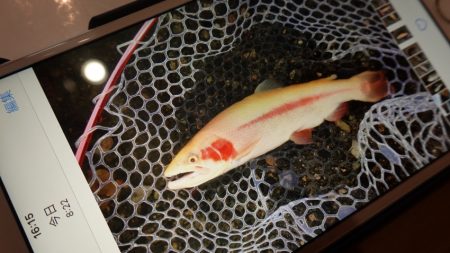 フィッシングレイクたかみや 釣果