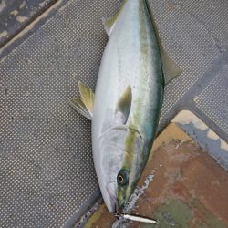 FISHING RISKY 釣果