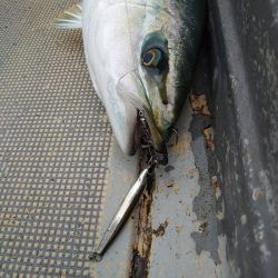 FISHING RISKY 釣果