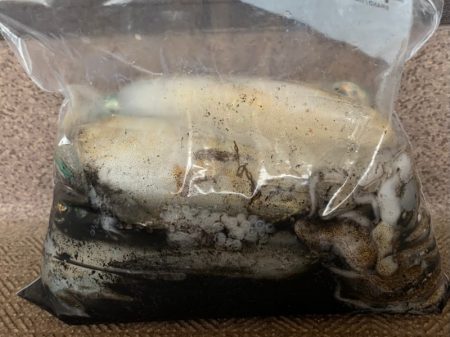 あみや渡船 釣果