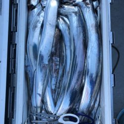 フィッシング キッタカ 釣果