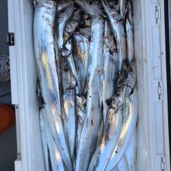 フィッシング キッタカ 釣果