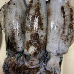 あみや渡船 釣果