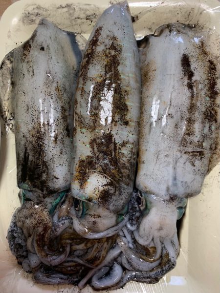 あみや渡船 釣果