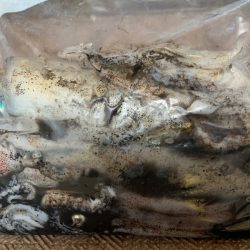 あみや渡船 釣果