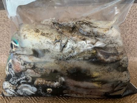 あみや渡船 釣果