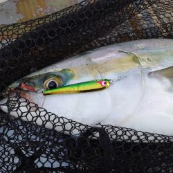 FISHING RISKY 釣果