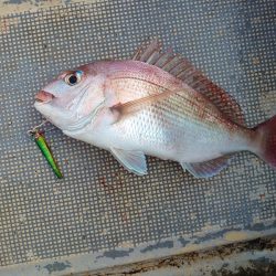 FISHING RISKY 釣果