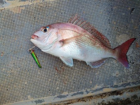 FISHING RISKY 釣果