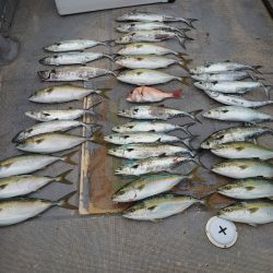 FISHING RISKY 釣果