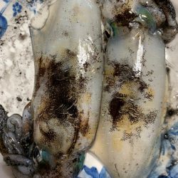 あみや渡船 釣果