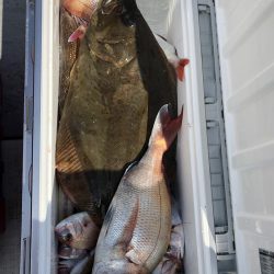 フィッシング　キッタカ 釣果