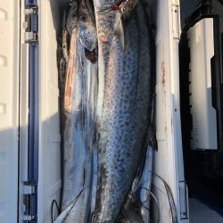 フィッシング キッタカ 釣果