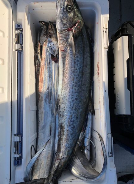 フィッシング キッタカ 釣果