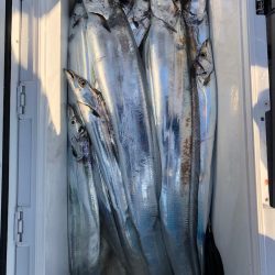 フィッシング キッタカ 釣果