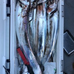 フィッシング キッタカ 釣果