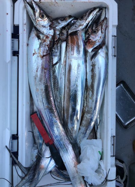 フィッシング キッタカ 釣果