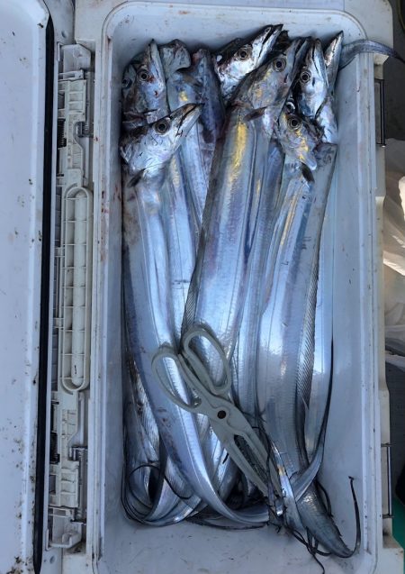 フィッシング キッタカ 釣果