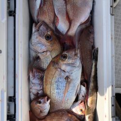 フィッシング　キッタカ 釣果