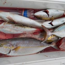 遊漁船 新鋭丸 釣果