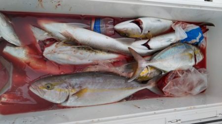 遊漁船 新鋭丸 釣果