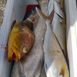 遊漁船 新鋭丸 釣果