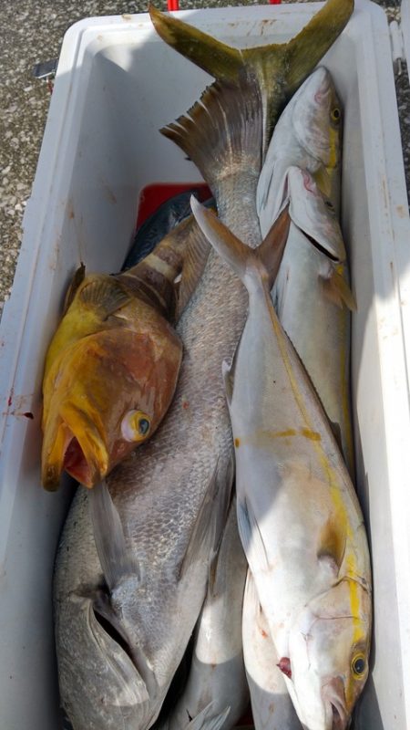 遊漁船 新鋭丸 釣果