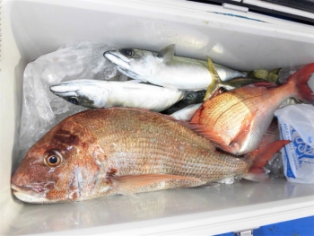 鯛紅丸 釣果