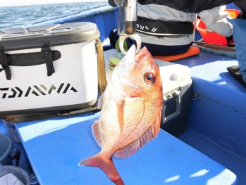 鯛紅丸 釣果