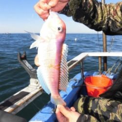 鯛紅丸 釣果