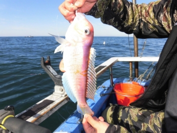 鯛紅丸 釣果