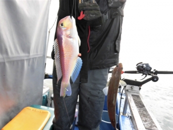 鯛紅丸 釣果