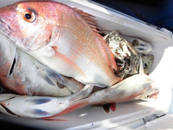 鯛紅丸 釣果