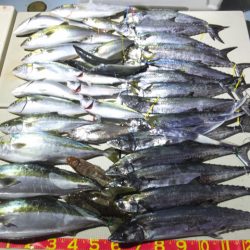 Hit Rush(ヒット ラッシュ） 釣果