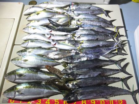 Hit Rush(ヒット ラッシュ） 釣果…