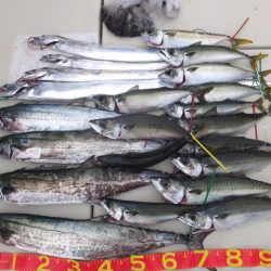 Hit Rush(ヒット ラッシュ) 釣果