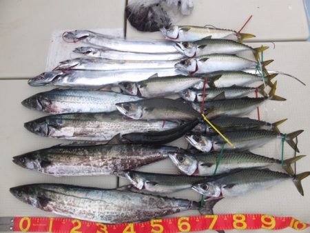 Hit Rush(ヒット ラッシュ) 釣果