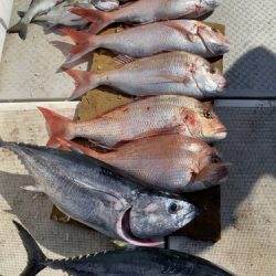 釣船 浦島太郎 釣果