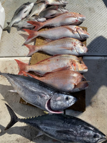 釣船 浦島太郎 釣果