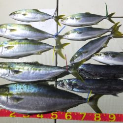 Hit Rush(ヒット ラッシュ） 釣果