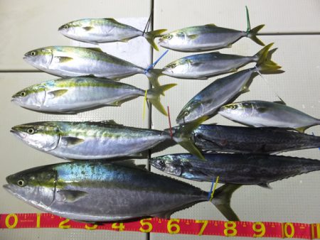 Hit Rush(ヒット ラッシュ） 釣果