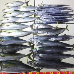 Hit Rush(ヒット ラッシュ） 釣果