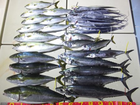 Hit Rush(ヒット ラッシュ） 釣果…