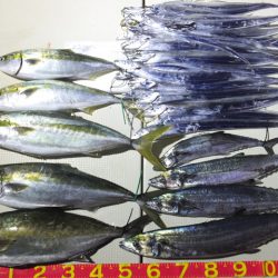 Hit Rush(ヒット ラッシュ) 釣果