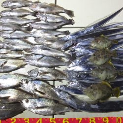 Hit Rush(ヒット ラッシュ) 釣果