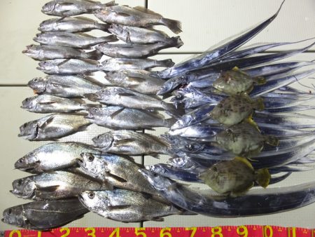 Hit Rush(ヒット ラッシュ） 釣果…