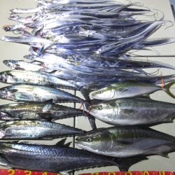 Hit Rush(ヒット ラッシュ) 釣果