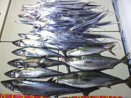 Hit Rush(ヒット ラッシュ） 釣果…