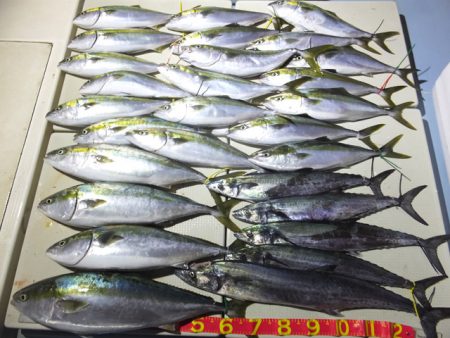 Hit Rush(ヒット ラッシュ） 釣果…